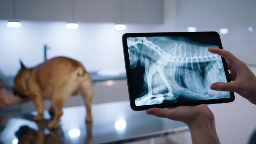 Veterinarian looking at dog x-ray image on digital tablet in modern clinic. Female assistant doing check up of domestic animal in vet hospital. Veterinary doctor examining French Bulldog skeleton  Royalty-Free Stock Footage #1110092343