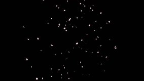 Cherry Blossom Petals Fall 2 on Alpha. 3D rendering. Cherry Blossom falls seamless loop and start to end on alpha channel place on footage or background and easier to change colour. - Powered by Shutterstock - Get 15% off with code: PIKWIZARD15