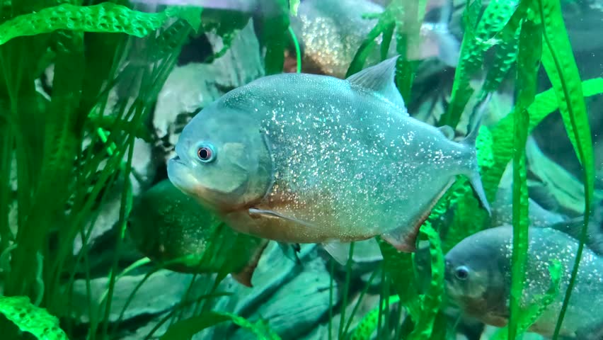 Close-up view of Red-bellied piranha (Pygocentrus nattereri, also known as the red piranha) swims calmly in an aquarium tank near a green aquatic plant. 4K resolution video. Fish keeping theme.