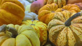 Pile of Autumn Pumpkins Footage. - Powered by Shutterstock - Get 15% off with code: PIKWIZARD15
