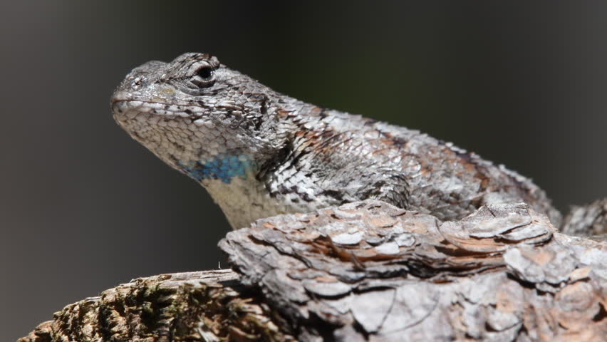Close up of an eastern fence lizard perched and alert, chest rising and falling as it breathes 