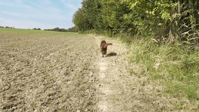 Back view video of a happy cute Irish Setter dog walking at summer empty field trail High quality FullHD footage