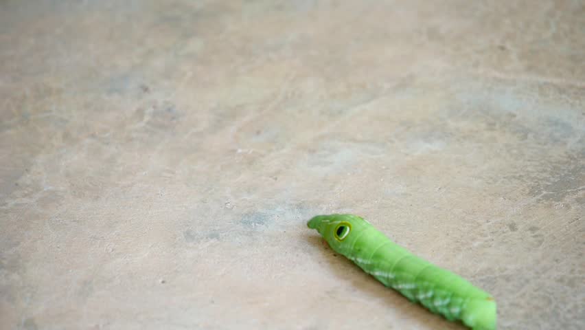 Close up green worm or Daphnis neri worm, baby green worm have a horn on the floor, Animal wildlife concept, Green worm caterpillars