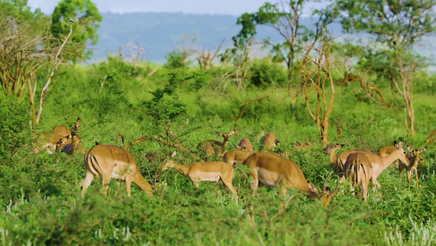 A herd of impala or rooibok (Aepyceros melampus) grazing in Savanah. Royalty-Free Stock Footage #1110113007