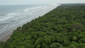 Jungle forest next to coastline aerial drone view video