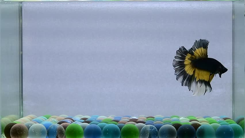 Betta fish Halfmoon long tail, short tail, Crowntails and Dumbo from Thailand, Siamese fighting fish on isolated Blue or Grey background.