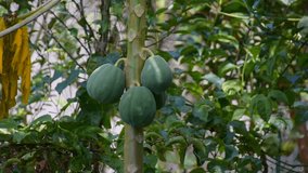 Papaya fruits on a tree. Tropical fruits. footage