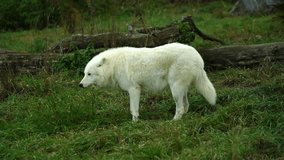 Video of Arctic wolf in autumn