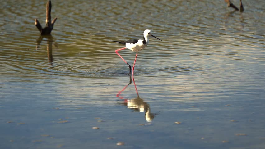 Elegant pied stilt, himantopus leucocephalus walking on the water in its natural habitat, foraging for small invertebrates in the shallow waters of the saltmarshes at Boondall Wetlands Reserve.