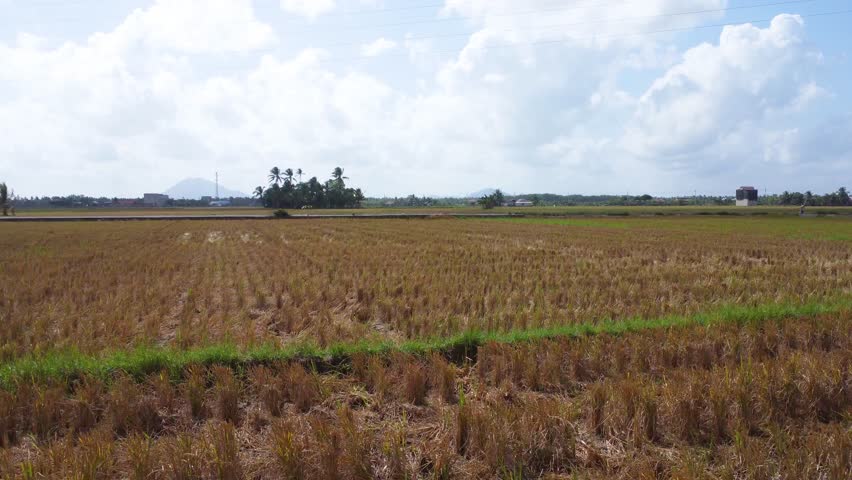 Aerial view of vast rice fields ready to be harvested in Kalimantan