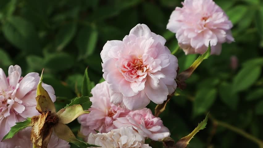 Delicate pink roses buds on a flowering shrub in spring, summer garden. Pastel pink fragrant rose blooms, rosebuds. Gardening, horticulture, floriculture, plants, flowers Beautiful floral wallpaper  Royalty-Free Stock Footage #1110127687