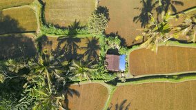 A top-down aerial view of the beautiful green rice fields and palm-trees shot by a drone in Bali Ubud, Indonesia.