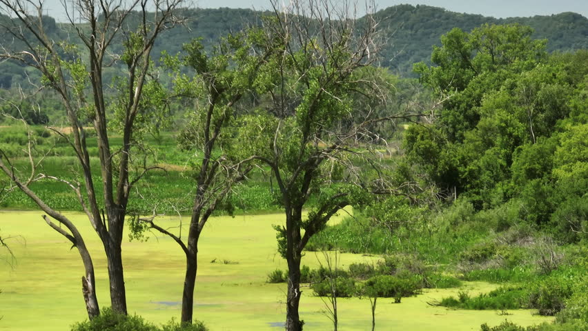 Lush Trees And Wetlands In Trempealeau National Wildlife Refuge, Wisconsin. aerial sideways