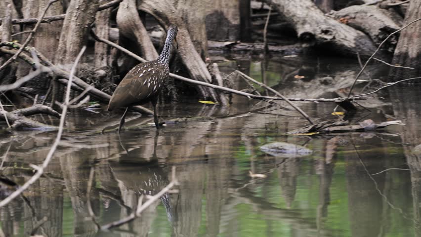 Limpkin bird hunting for snails and clams to eat in a swampy river