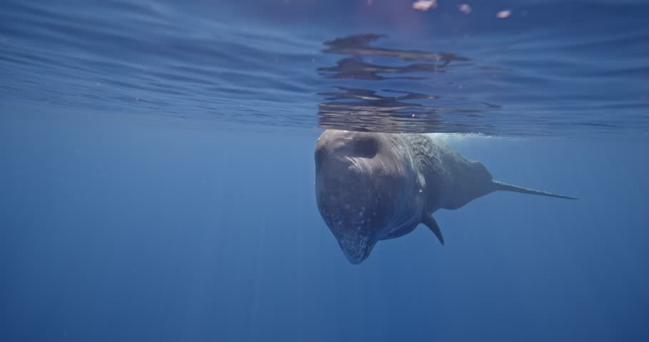 Amazing closeup giant sperm whale playing in blue water. Underwater shot of wild whale swimming close to camera. Aquatic marine animals in their natural habitat. Wildlife nature. High resolution 4k