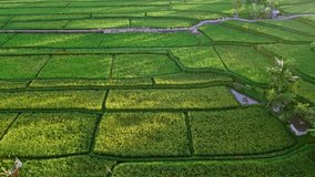 A drone aerial view of the beautiful green rice fields and palm-trees in Bali, Indonesia.