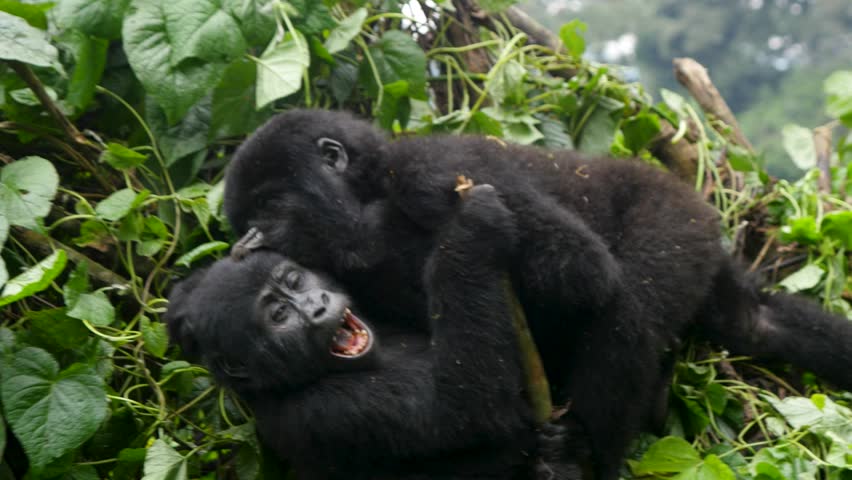 A close-up 4K gimbal shot of endangered young mountain gorilla siblings, living and playing among their natural jungle habitat, Bwindi Impenetrable Forest National Park of Uganda, Africa.