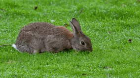Rabbit in slow motion eating on green background grass