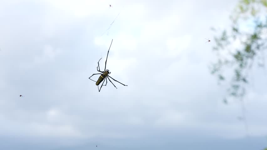 Giant wood spider building the nest