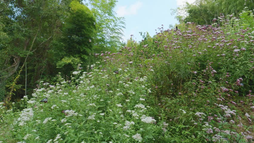 Blue butterflies over flowers, Chestnut tiger butterfly, Bug or insect
