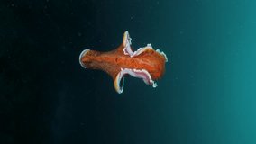Vertical video Spanish Dancer sea slug enchants marine enthusiasts with its vibrant colors and movements underwater.