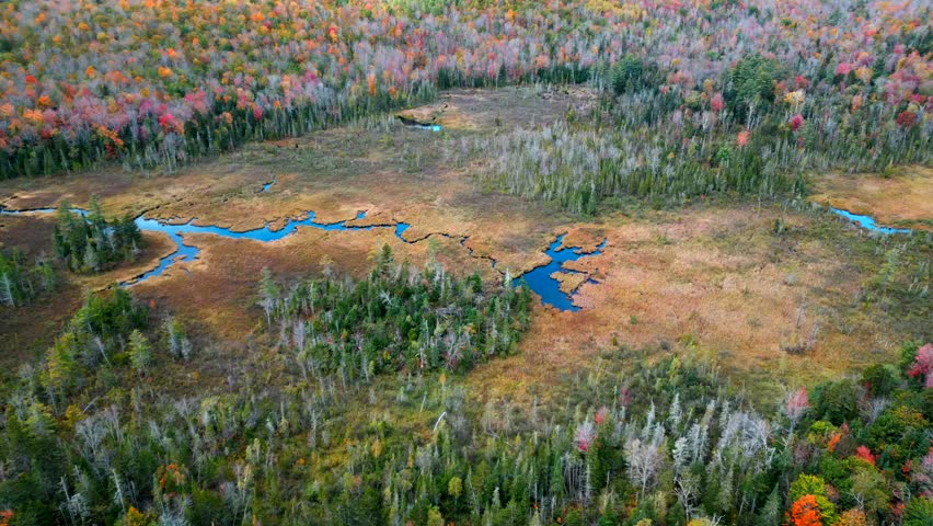 Drone tilt down above deciduous trees with no leaves surrounded by vibrant green pine trees next to snaking river in New Hampshire