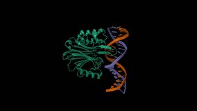 LINE-1 endonuclease domain complex with DNA. Animated 3D cartoon and Gaussian surface models, PDB 7n94, chain id color scheme, black background
