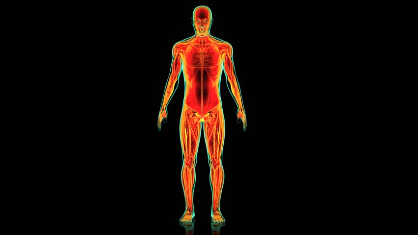 human body muscular system anatomy 3d animation