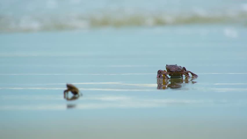 Two Brown Giant Mud Crabs, An Adult and its Young, Kuakata Beach Bangladesh (UHD)