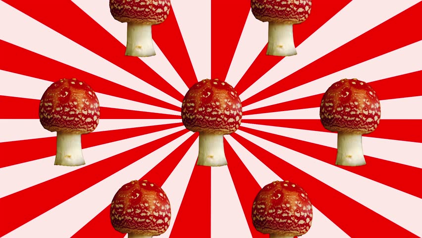 Fly agaric poisonous mushroom stop motion graphic animation rainbow color sunburst background. Amanita muscaria hallucinogenic psychoactive toadstool. Mushroomcore viral trend music video social media
