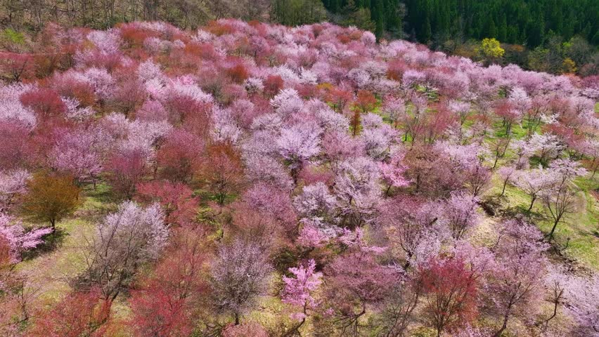 Spectacular view of the cherry blossom garden. Japanese tourist attraction. Drone aerial view. Royalty-Free Stock Footage #1110144481