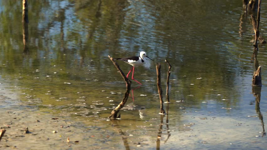 Wild shorebird pied stilt, himantopus leucocephalus walking on the mudflats, foraging for small aquatic preys in the shallow waters at Boondall Wetlands Reserve, handheld motion following shot.
