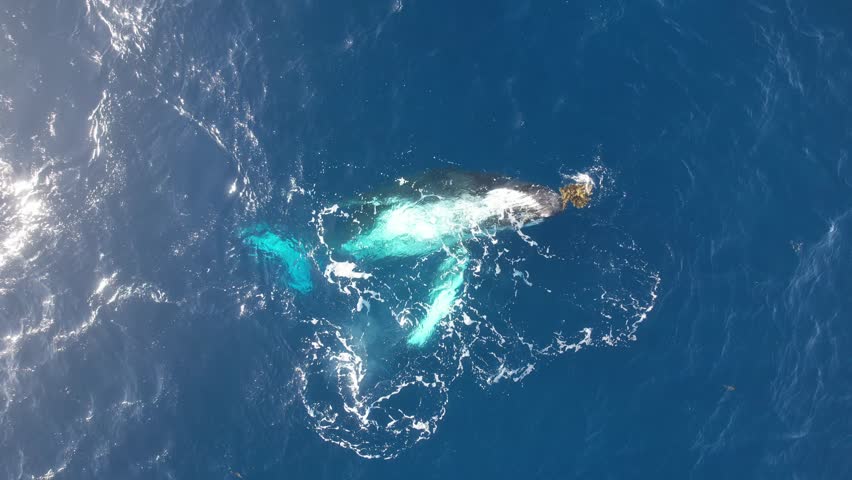 Aerial drone view of humpback whale swimming dancing in calm blue ocean water, young whale spouting, calf playing with seaweed, wave flippers and hit the surface, splashing the water. Wild life mammal Royalty-Free Stock Footage #1110147175