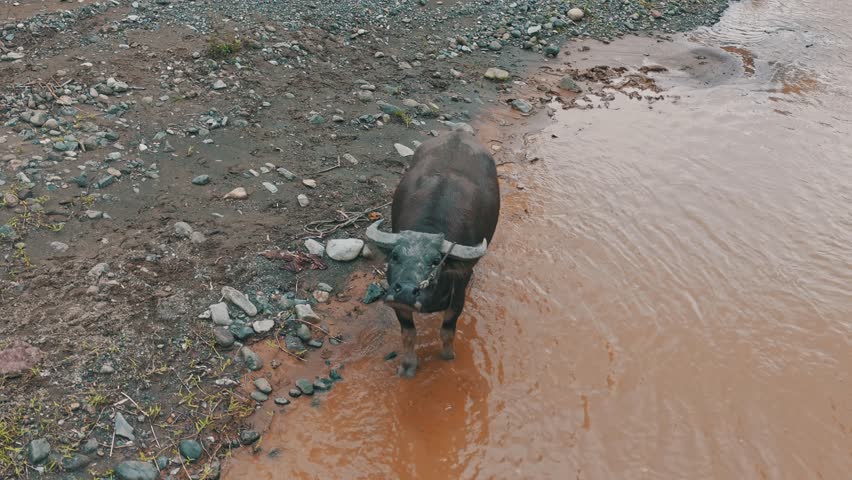 Domesticated buffalo standing in the water stream