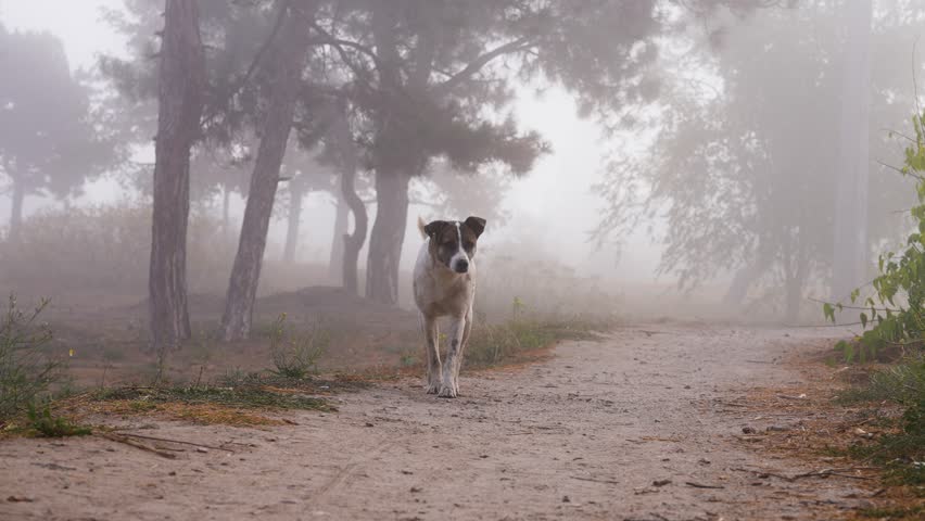 A homeless street dog stay in the foggy forest. Close-up, ultra quality. Dog in forest. Ukraine. Homeless dog with kind eyes in the street.  Royalty-Free Stock Footage #1110148745