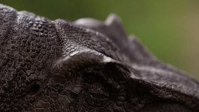 Close up shot of Velociraptor's eye - Powered by Shutterstock - Get 15% off with code: PIKWIZARD15