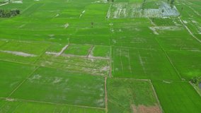 Top view from a flying drone of the amazingly beautiful rice field landscape. Rice field view. View