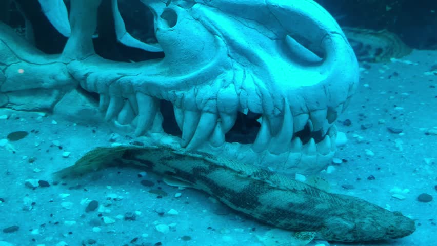 A Polypterus fish lies motionless at the bottom of a dark, muddy pond next to dinosaur skulls. A fish in the middle of an animal