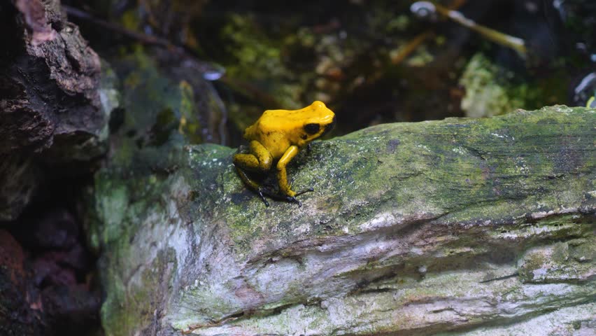 Close up of yellow poison dart frog sitting on a tree trunk