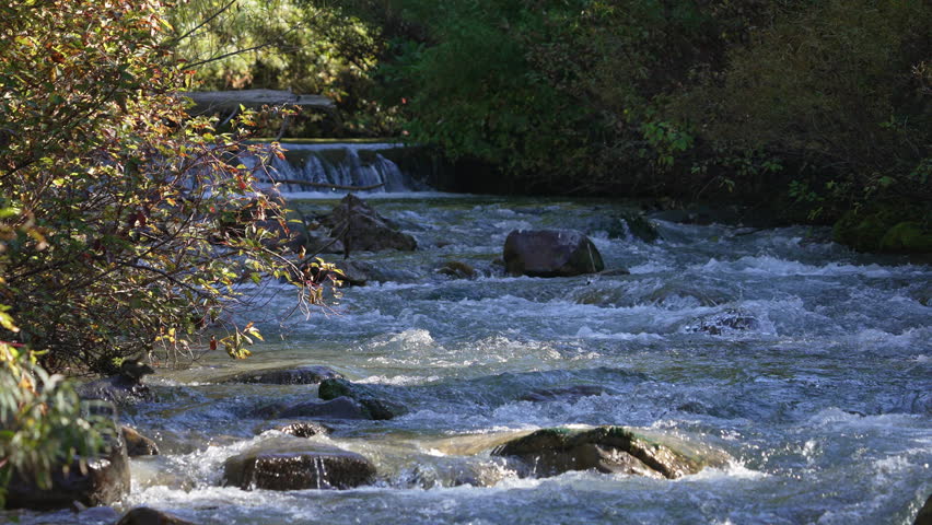 View up Big Elk Creek as a squirrel jumps on to rock in the river then back in the Idaho wilderness.
