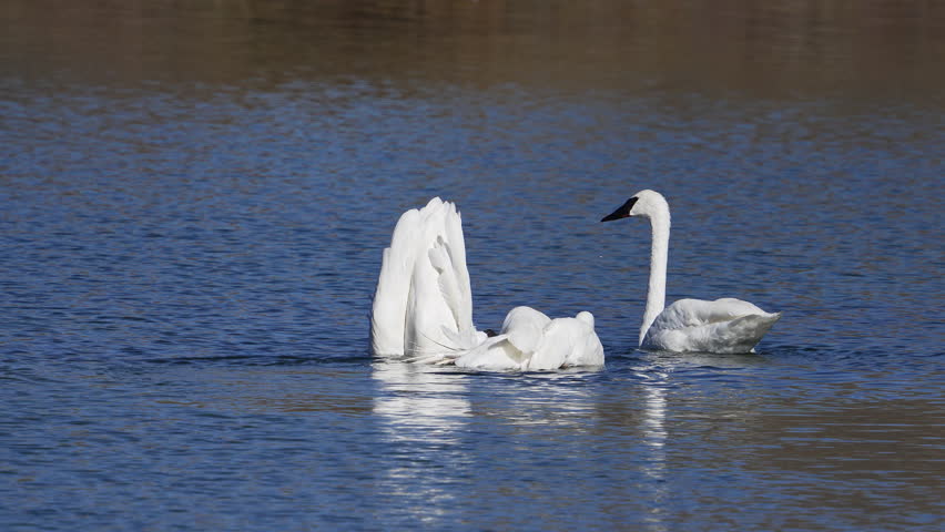 Trumpeter Swans acting aggressive towards each other on a pond in Wyoming.
