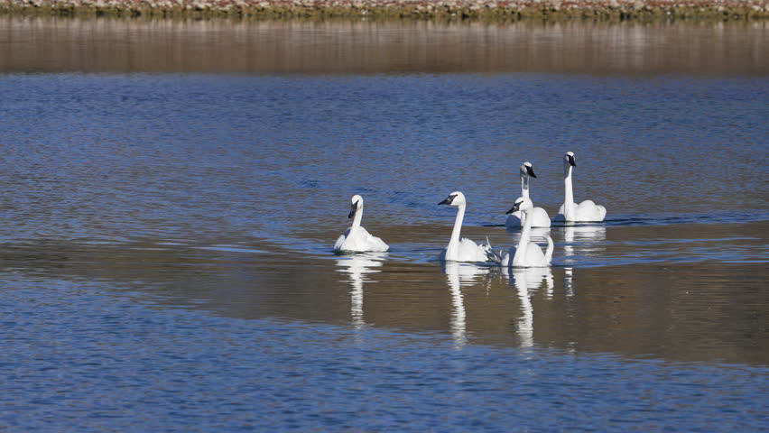 Trumpeter Swans floating on a pond in Wyoming on a sunny day.
