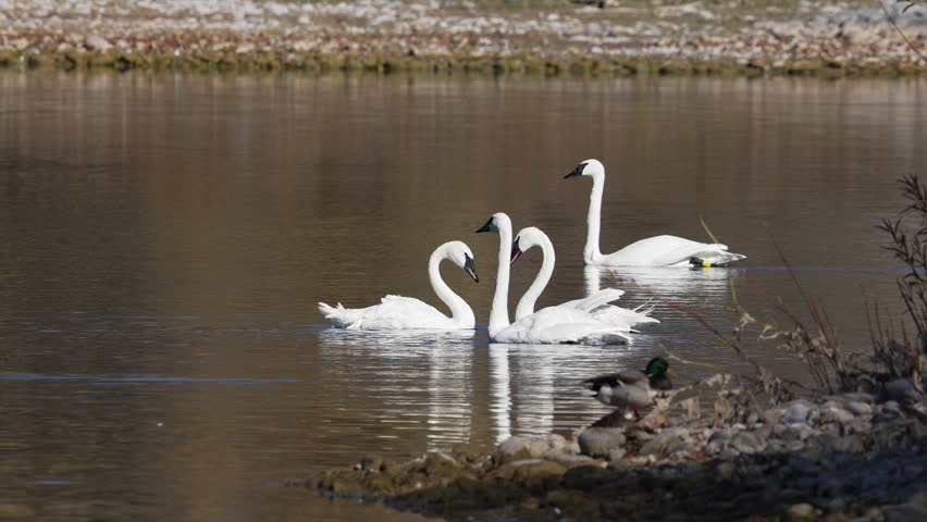 Trumpeter swans bobbing their heads with one another as they float on a pond in Wyoming.