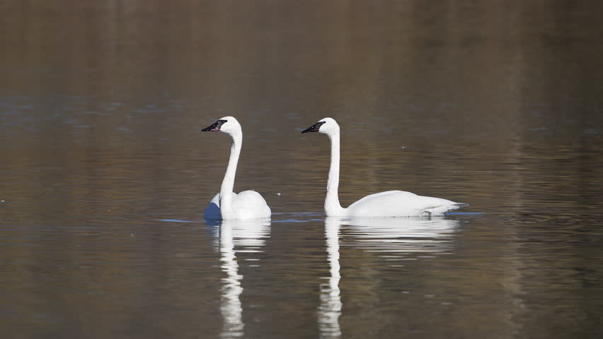 Trumpeter Swans on a pond in Wyoming during Fall as ducks float by.