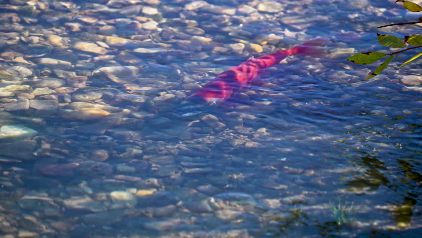 Kokanee salmon in red spawning colors as they swim in small creek as they spawn upstream from Strawberry Reservoir in Utah.