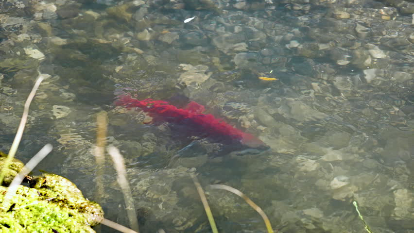 Kokanee salmon in red spawning colors as they swim in small creek as they spawn upstream from Strawberry Reservoir in Utah.