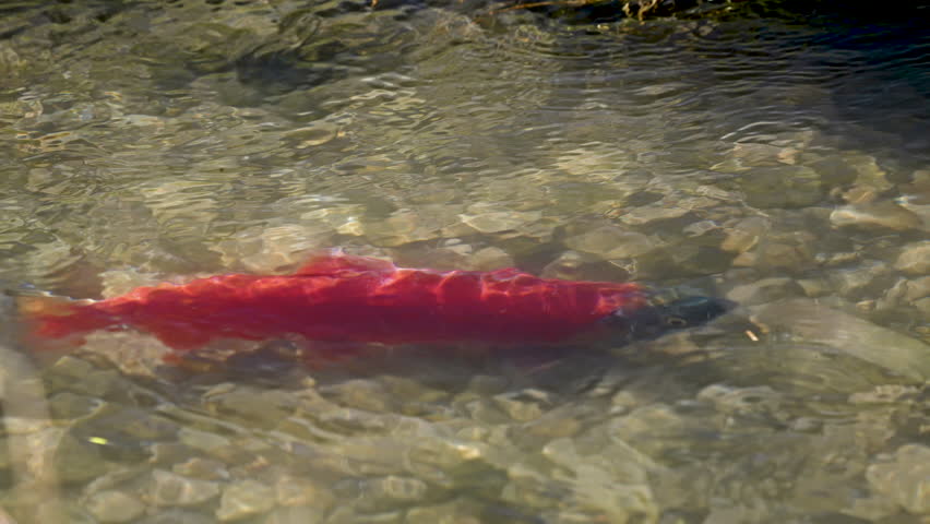 Close up view of Kokanee salmon in shallow water in spawning red colors.