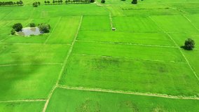 Nature's Green Carpet: An aerial panorama of Thailand's rice fields, resembling a vibrant, unending green carpet, underscores the nation's pivotal role in global rice production.
