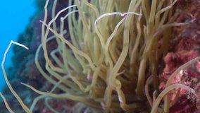Close up Mediterranean Sea Anemone (Snakelocks Anemone, Anemonia Viridis). Slow motion