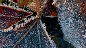 4K Time-Lapse: Defrost Leaves on Ground with Morning Sun